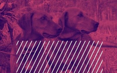 Hunting in Sales: Why You Need Hunters in Sales AND in Marketing